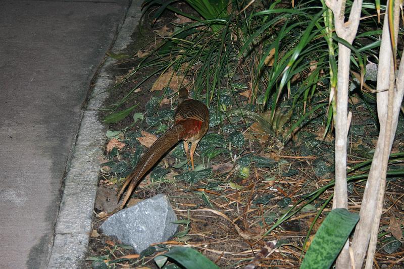 Tropical_island_028.jpg