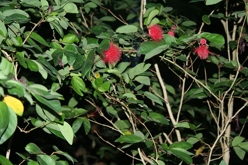 Tropical_island_030.jpg