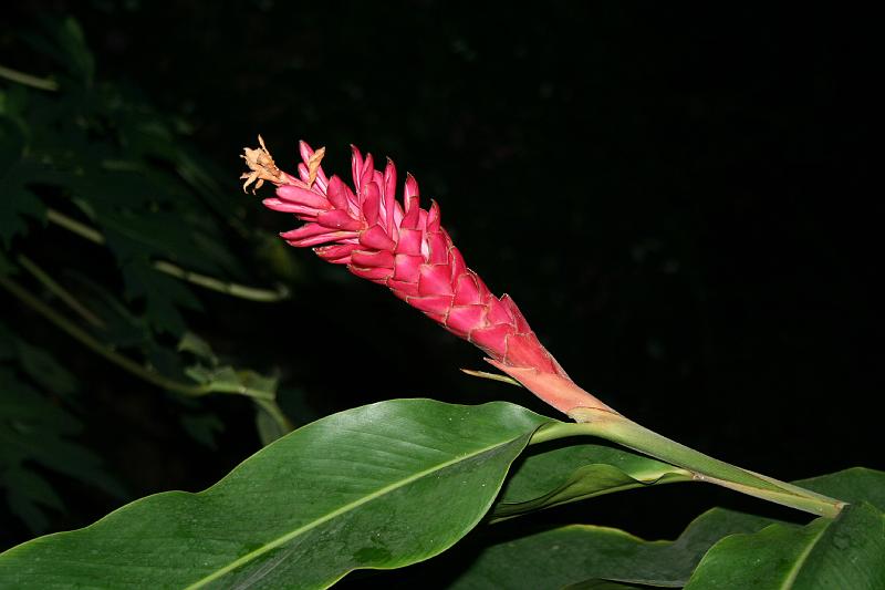 Tropical_island_032.jpg