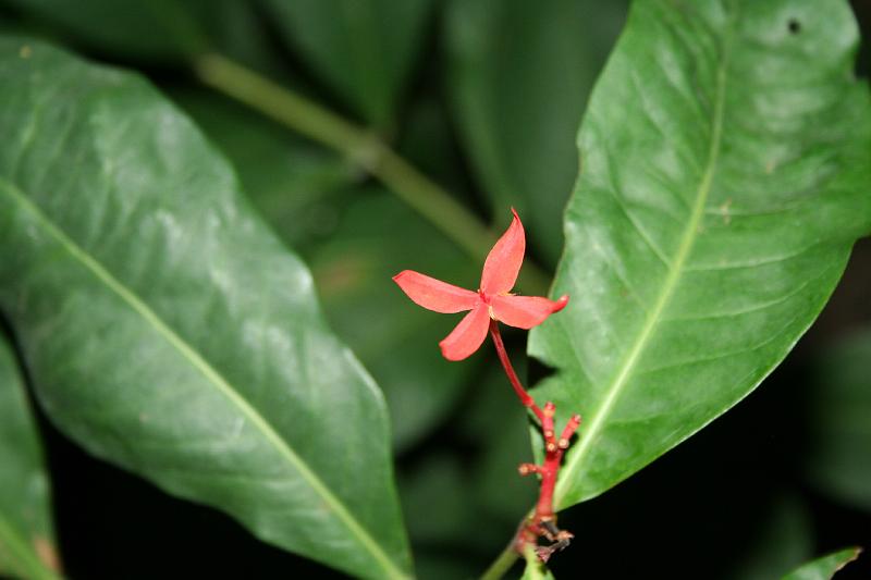Tropical_island_033.jpg