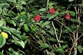Tropical_island_030