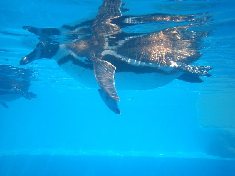 44_swimming_pinguin.JPG